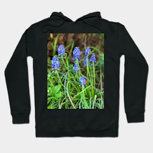 Grape Hyacinth Hoodie